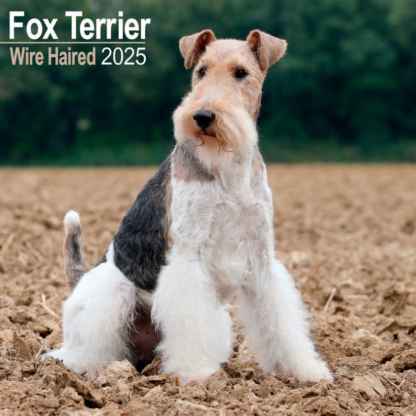 Fox Terrier Wirehaired Wall Calendar 2025