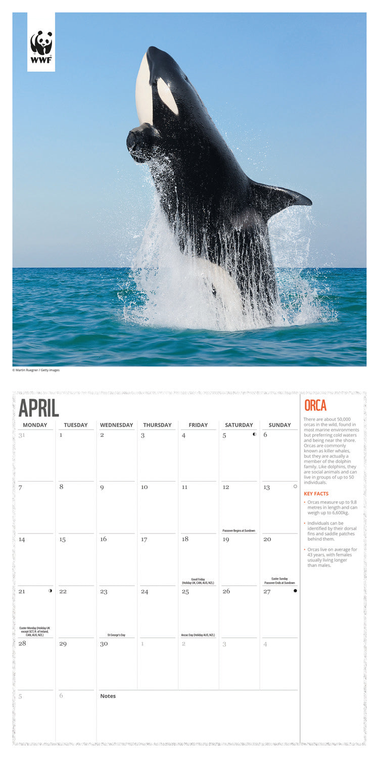 WWF Oceans (PFP) Wall Calendar 2025