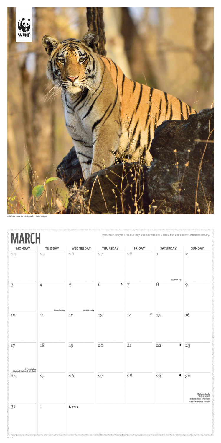 WWF Tigers (PFP) Wall Calendar 2025