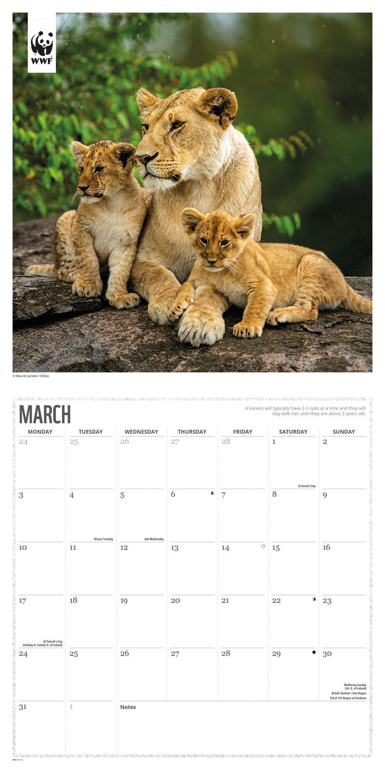 WWF, Big Cats (PFP) Wall Calendar 2025