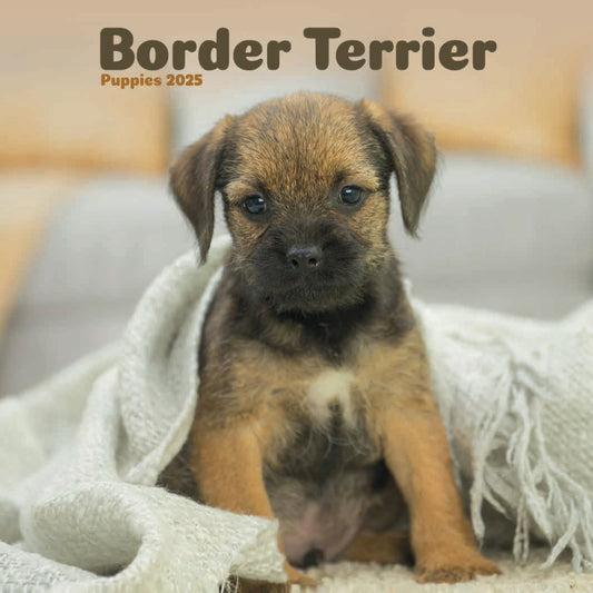 Border Terrier Puppies Mini Calendar 2025