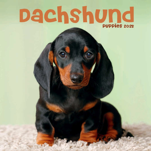 Dachshund Puppies Mini Calendar 2025