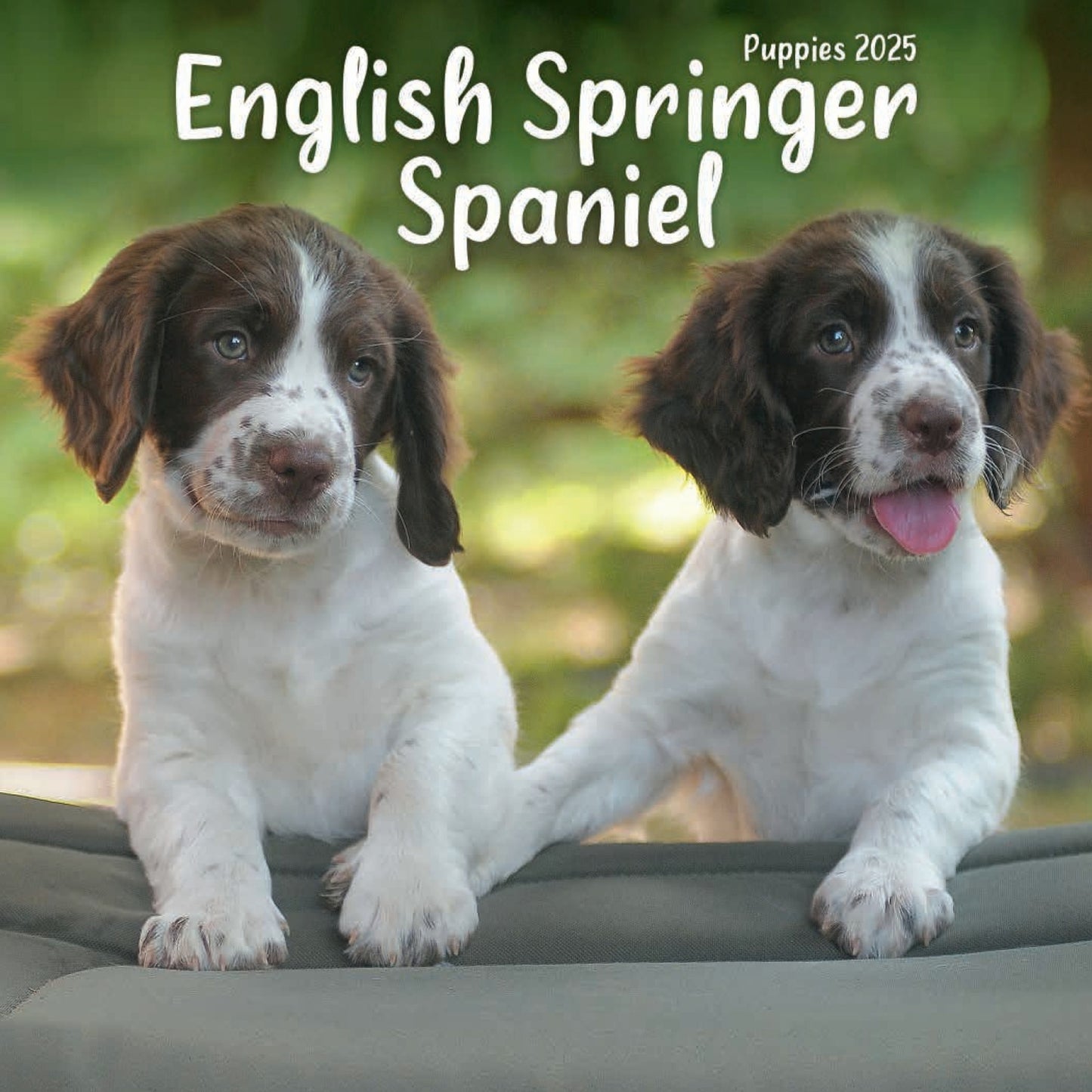 English Springer Spaniel Puppies Mini Calendar 2025