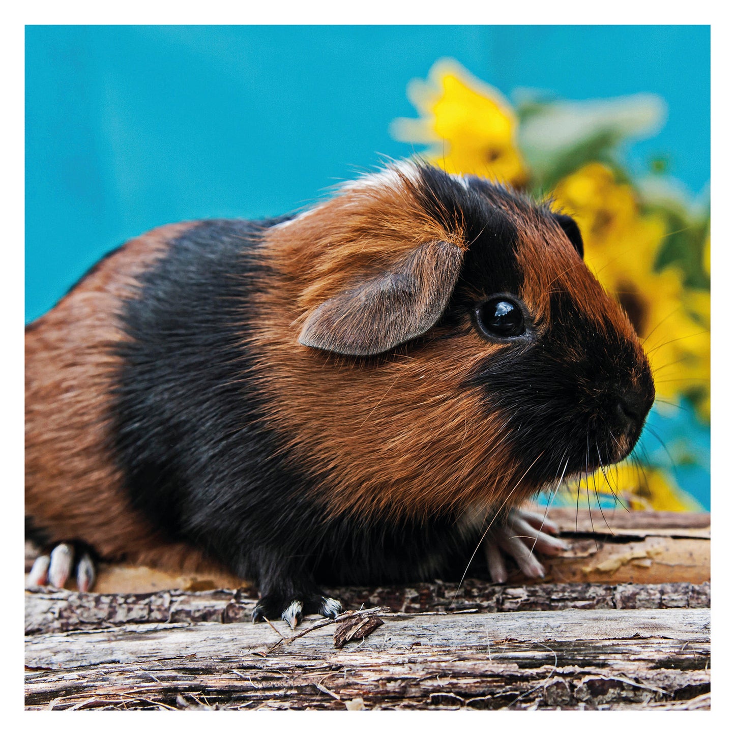 Guinea Pigs Mini Calendar 2025