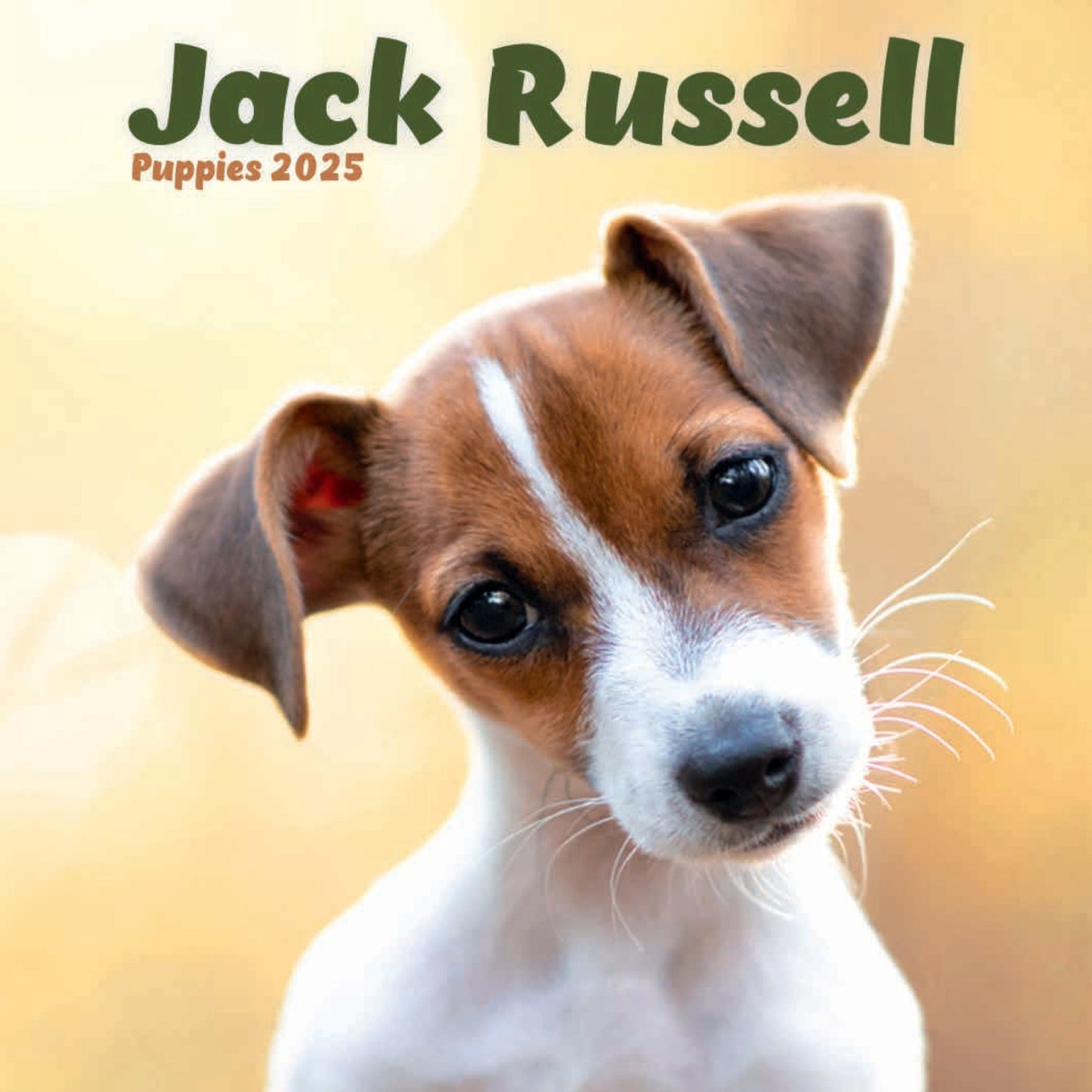 Jack Russell Puppies Mini Calendar 2025