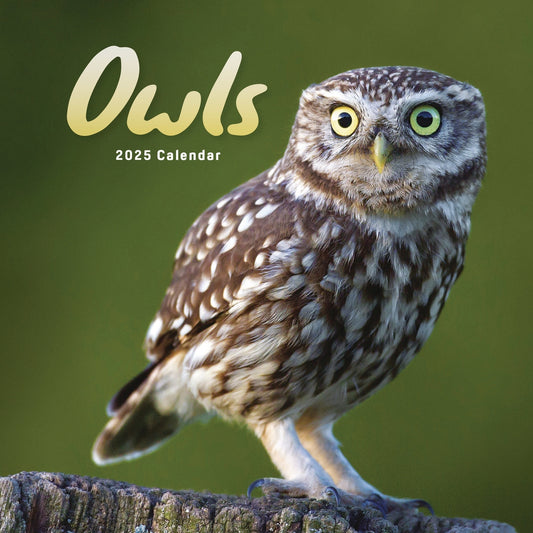 Owls Mini Calendar 2025