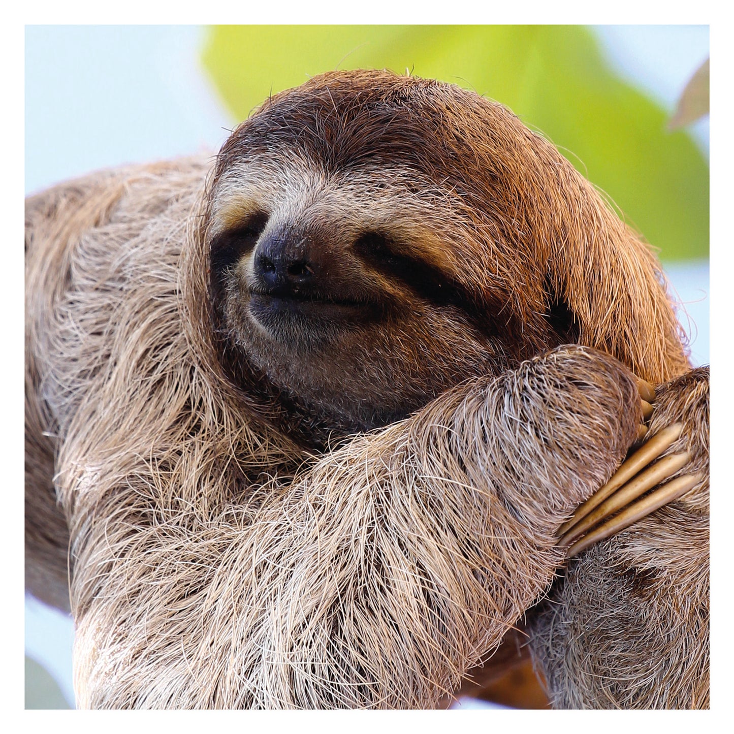 Sloths Mini Calendar 2025