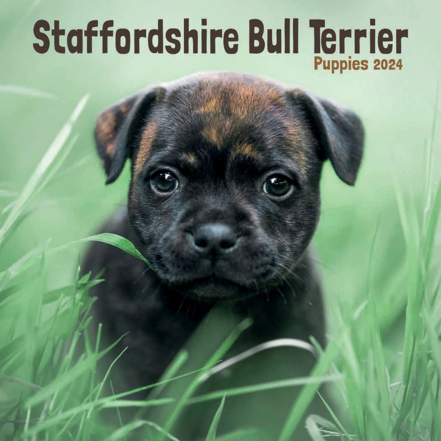 Staffordshire Bull Terrier Puppies Mini Calendar 2025