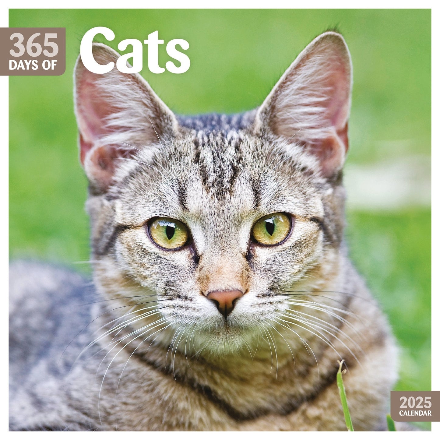 Cats 365 Days (PFP) Wall Calendar 2025