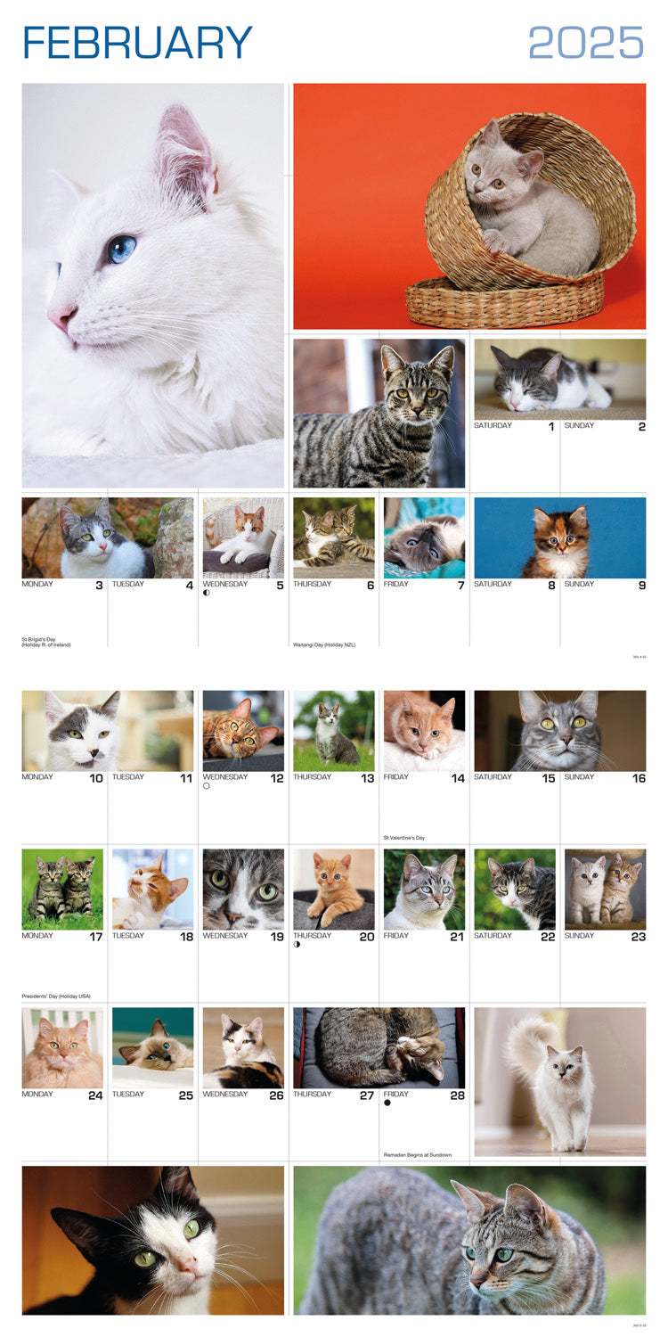 Cats 365 Days (PFP) Wall Calendar 2025