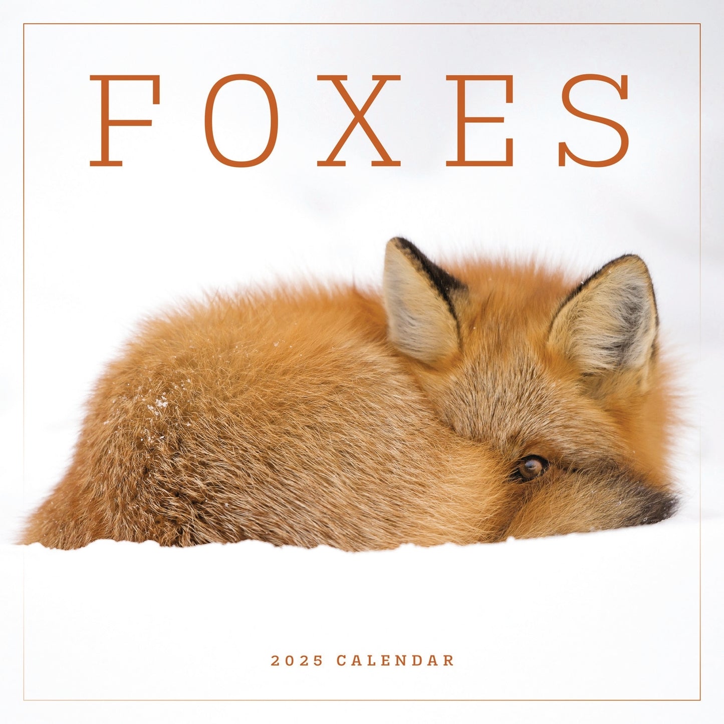 Foxes (PFP) Wall Calendar 2025