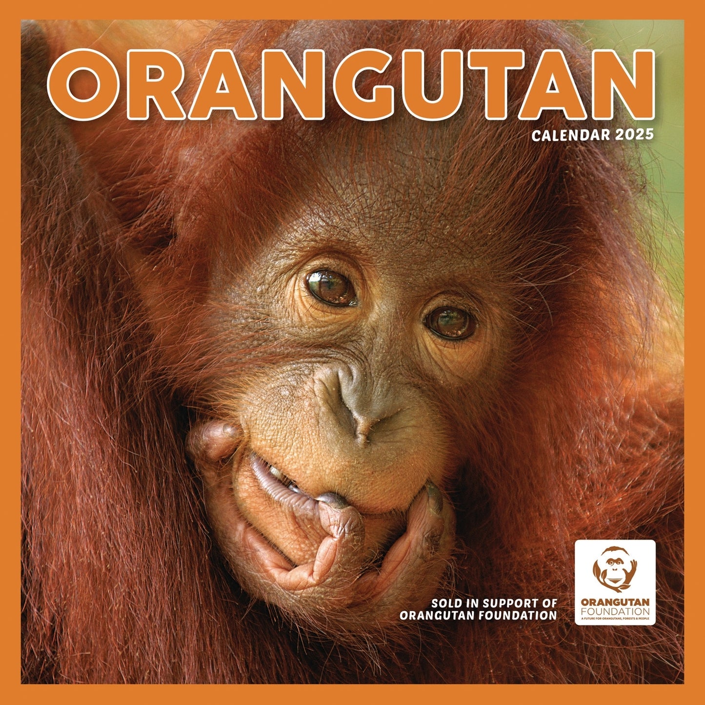 Orangutan (PFP) Wall Calendar 2025