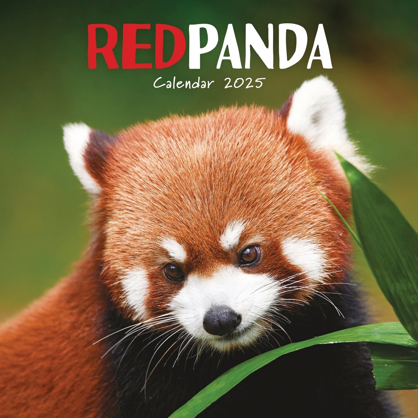 Red Pandas (PFP) Wall Calendar 2025