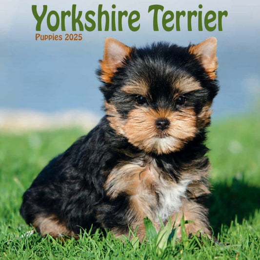 Yorkshire Terrier Puppies Mini Calendar 2025