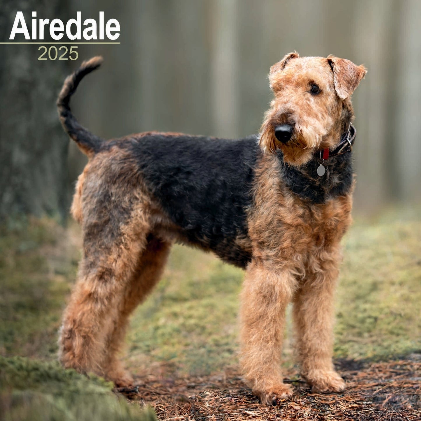 Airedale Terrier Wall Calendar 2025