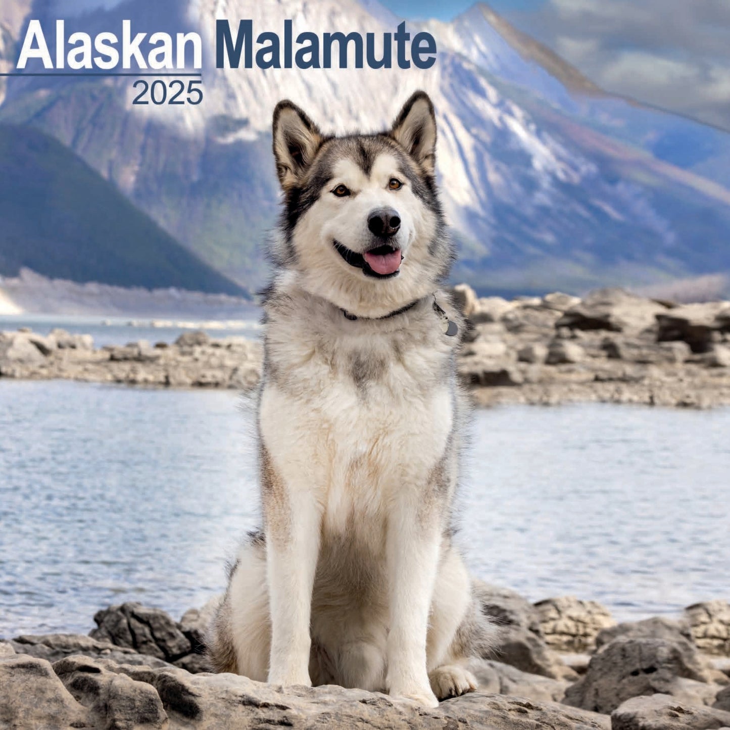 Alaskan Malamute Wall Calendar 2025