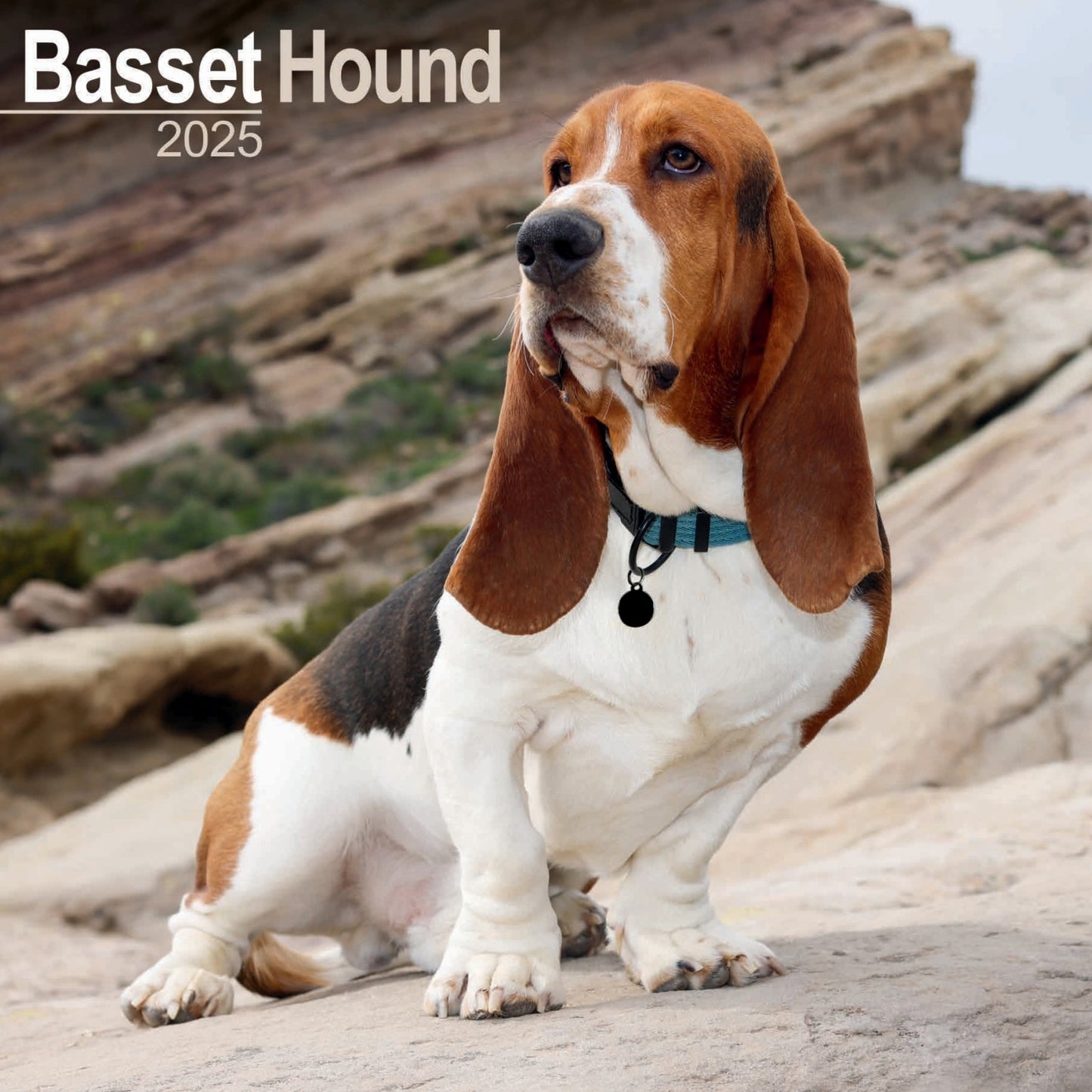 Basset Hound Wall Calendar 2025