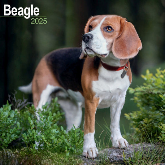 Beagle Wall Calendar 2025