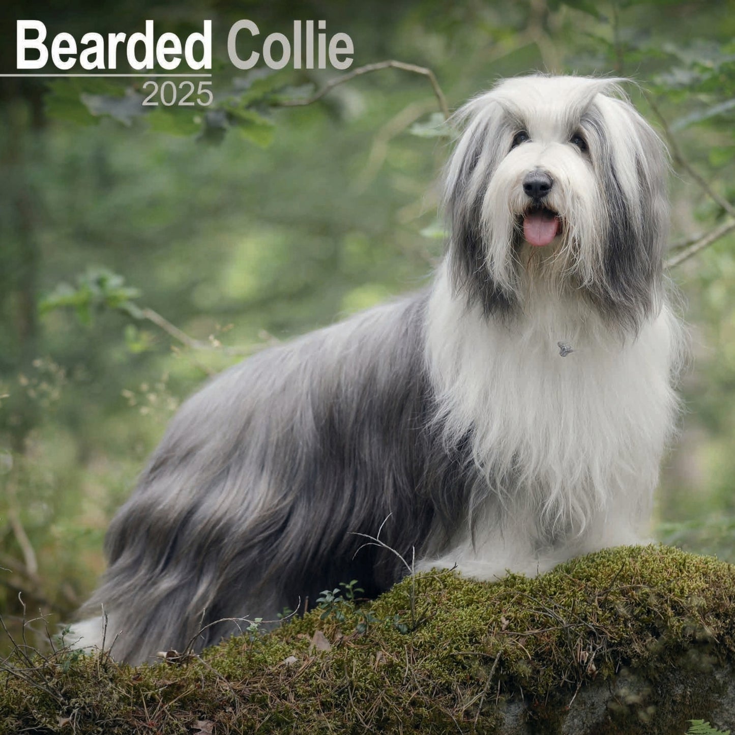 Bearded Collie Wall Calendar 2025