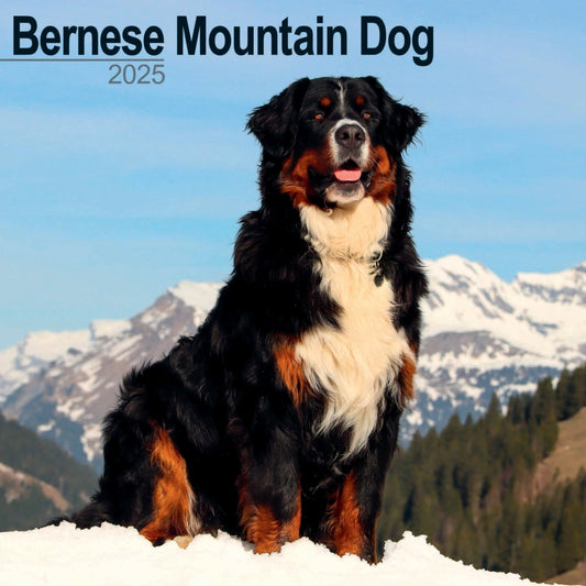 Bernese Mountain Dog Wall Calendar 2025