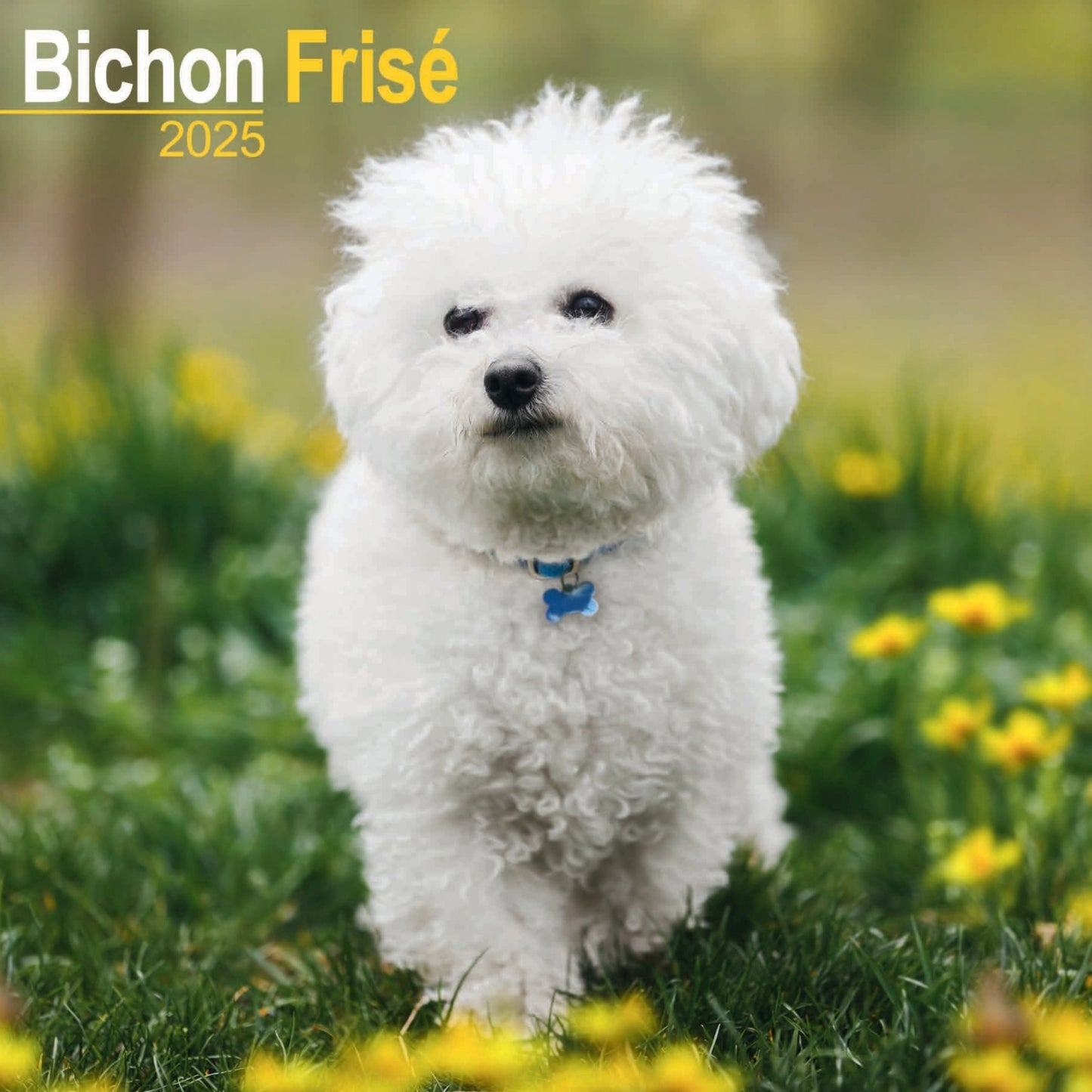 Bichon Frise Wall Calendar 2025