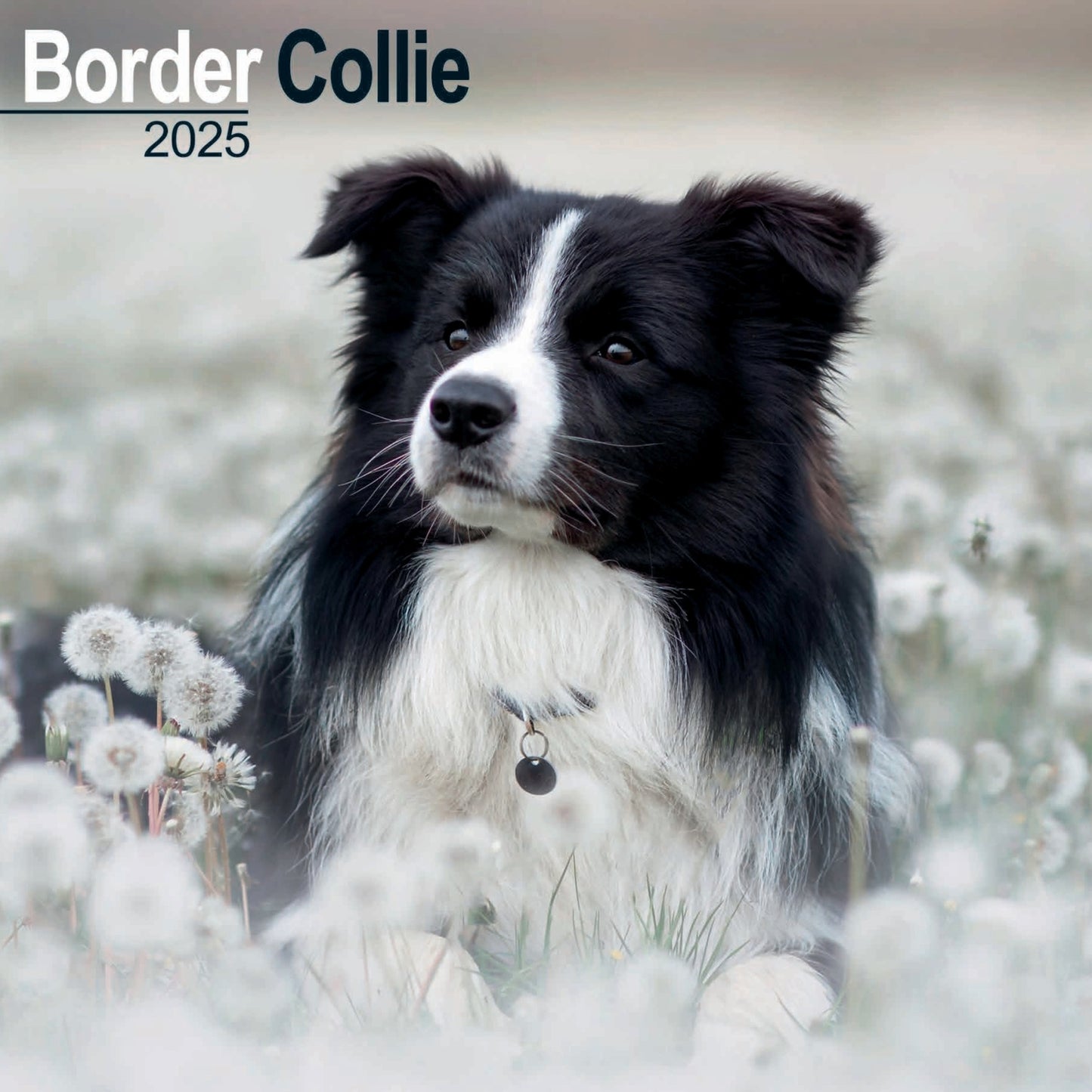 Border Collie Wall Calendar 2025