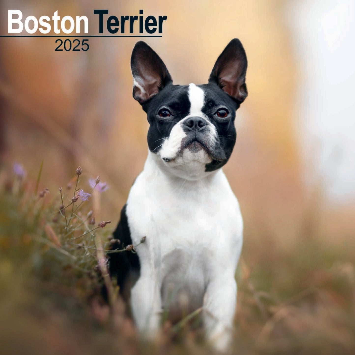 Boston Terrier Wall Calendar 2025