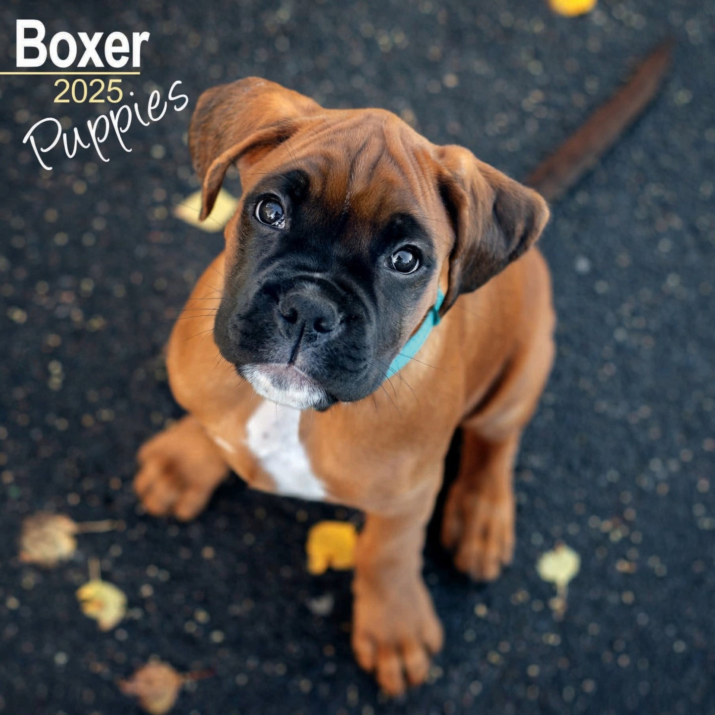 Boxer Puppies Wall Calendar 2025