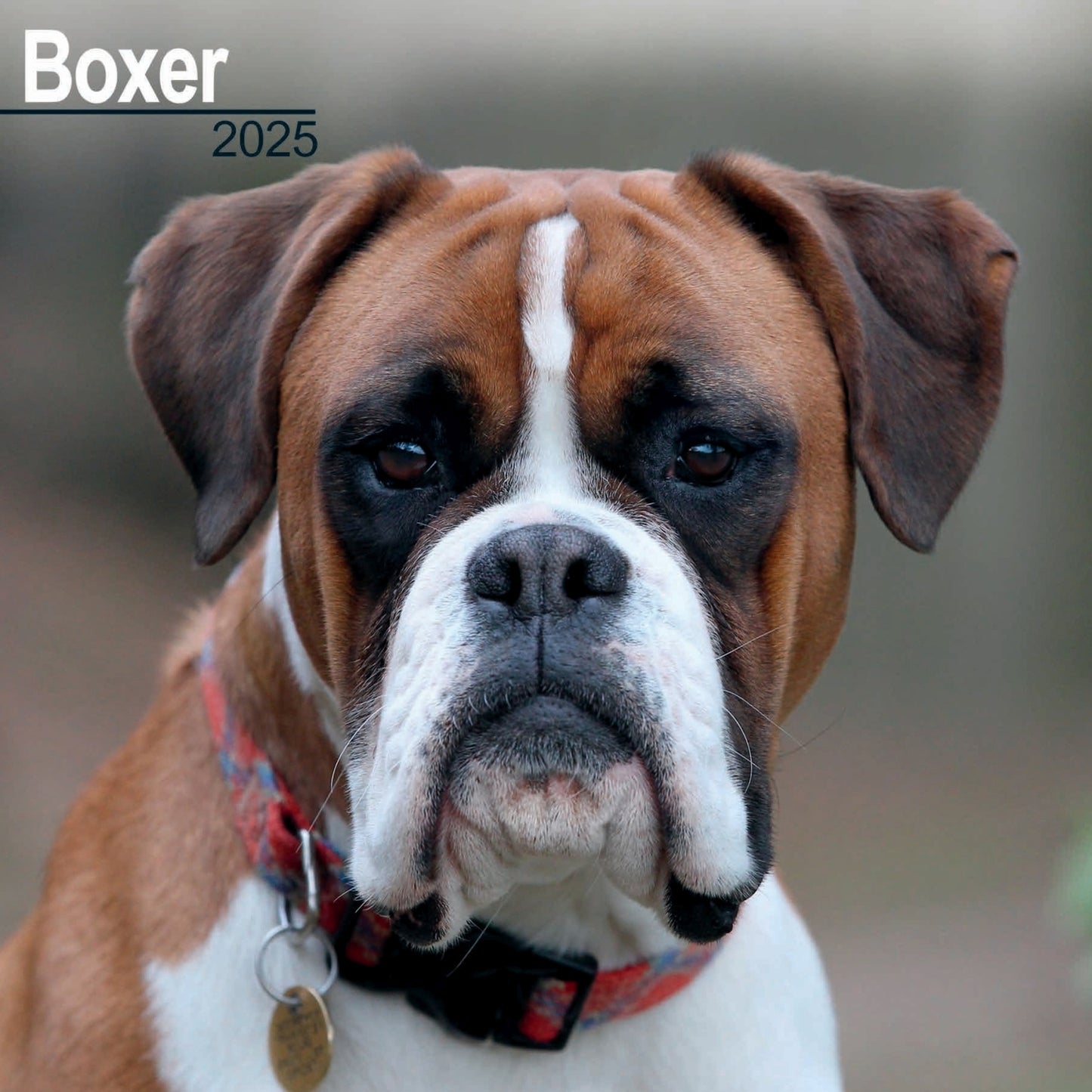 Boxer Wall Calendar 2025