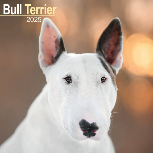 Bull Terrier Wall Calendar 2025