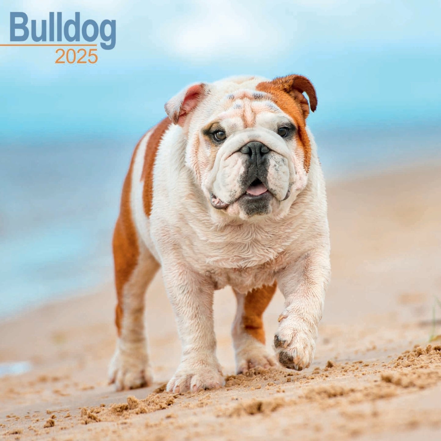 Bulldog Wall Calendar 2025