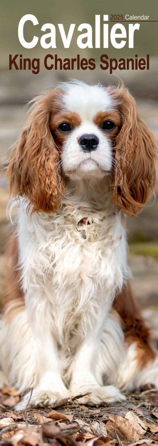 Cavalier King Charles Spaniel Slim Calendar 2025