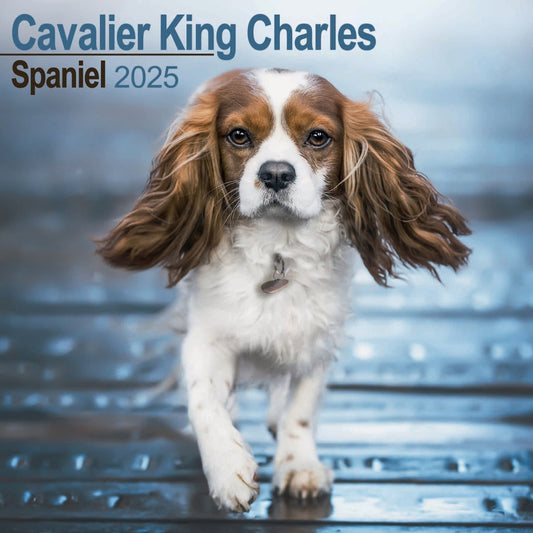 Cavalier King Charles Spaniel Wall Calendar 2025