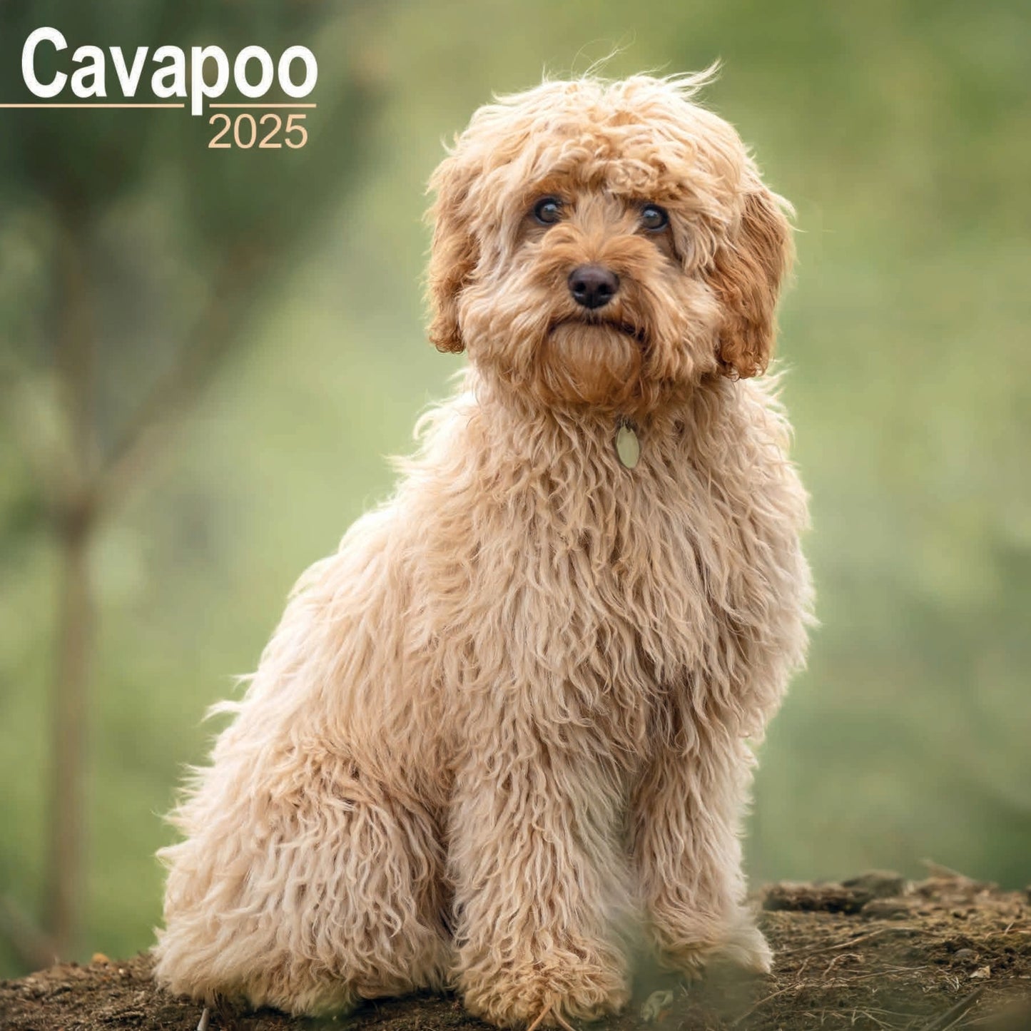 Cavapoo Wall Calendar 2025