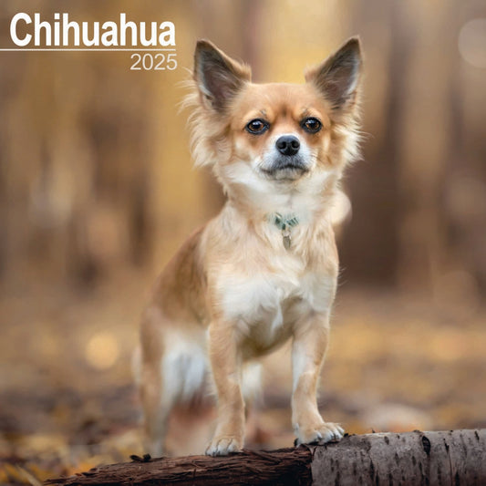 Chihuahua Wall Calendar 2025