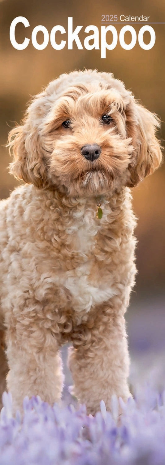 Cockapoo Slim Calendar 2025