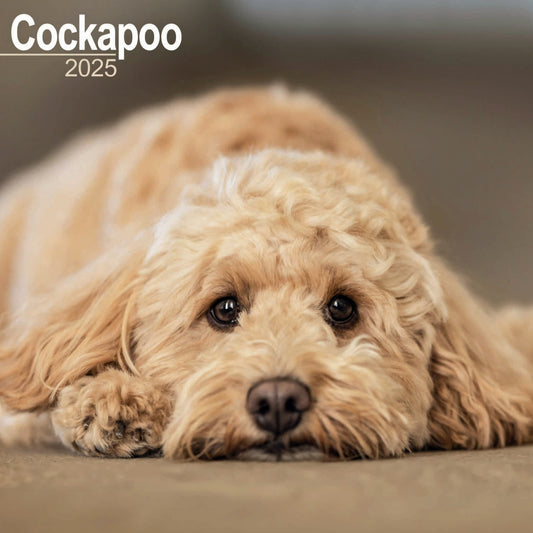 Cockapoo Wall Calendar 2025