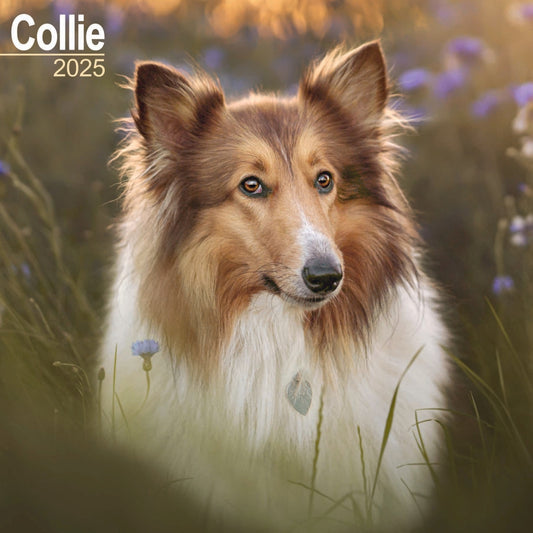 Collie Wall Calendar 2025