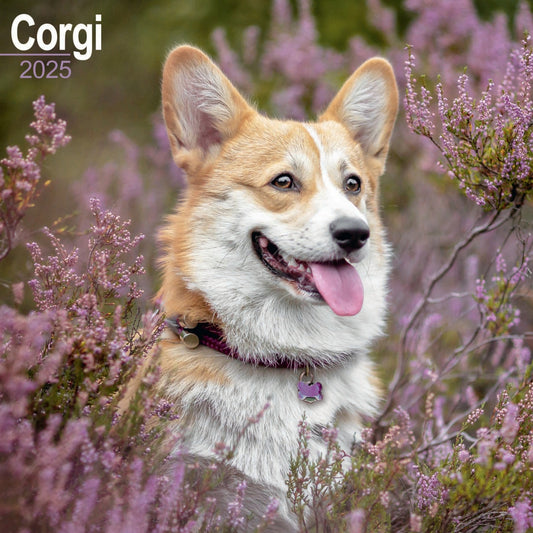 Corgis Wall Calendar 2025