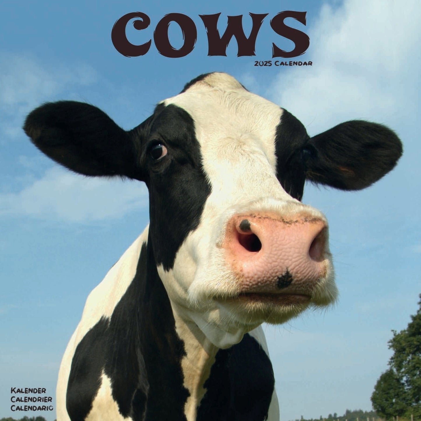 Cows Wall Calendar 2025