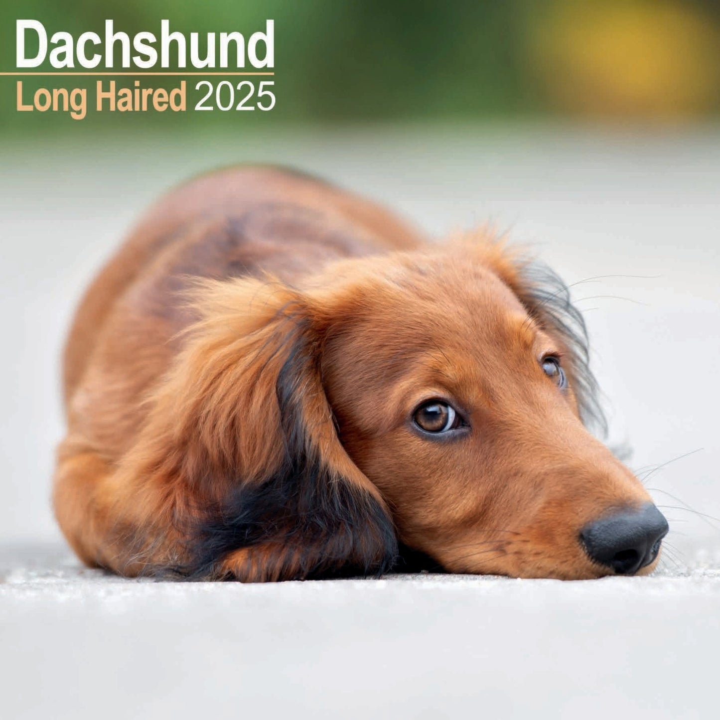 Dachshund Longhaired Wall Calendar 2025