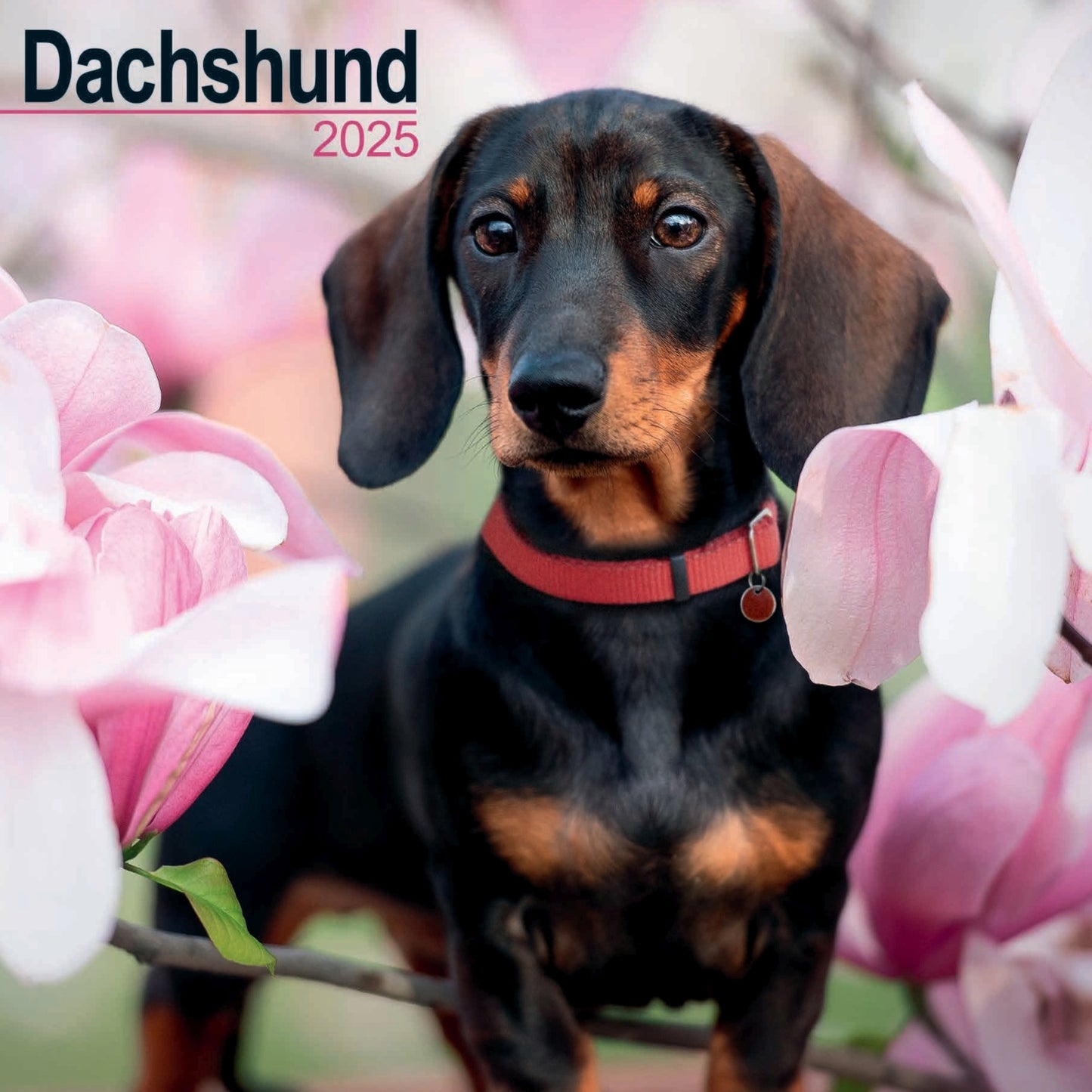 Dachshund Wall Calendar  2025