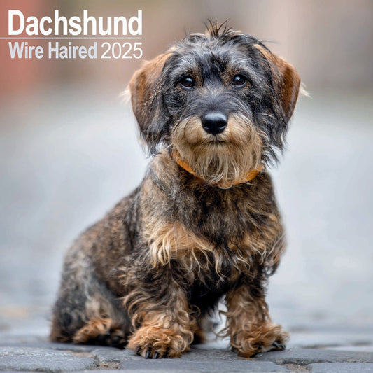 Dachshunds Wirehaired Wall Calendar 2025