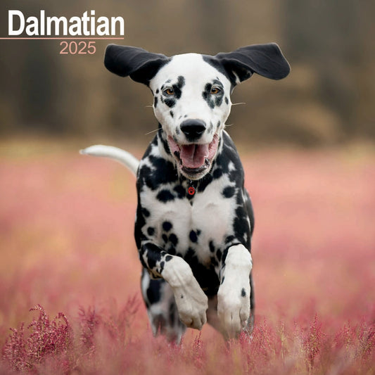 Dalmatian Wall Calendar 2025