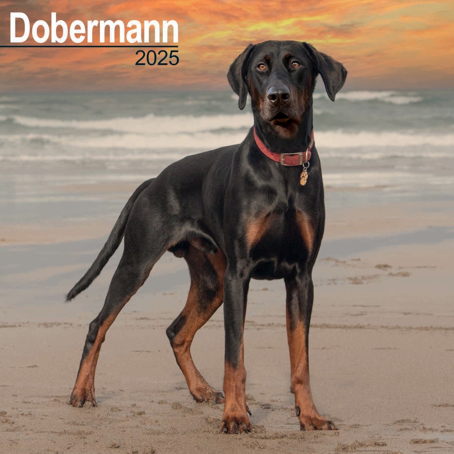 Doberman Wall Calendar 2025