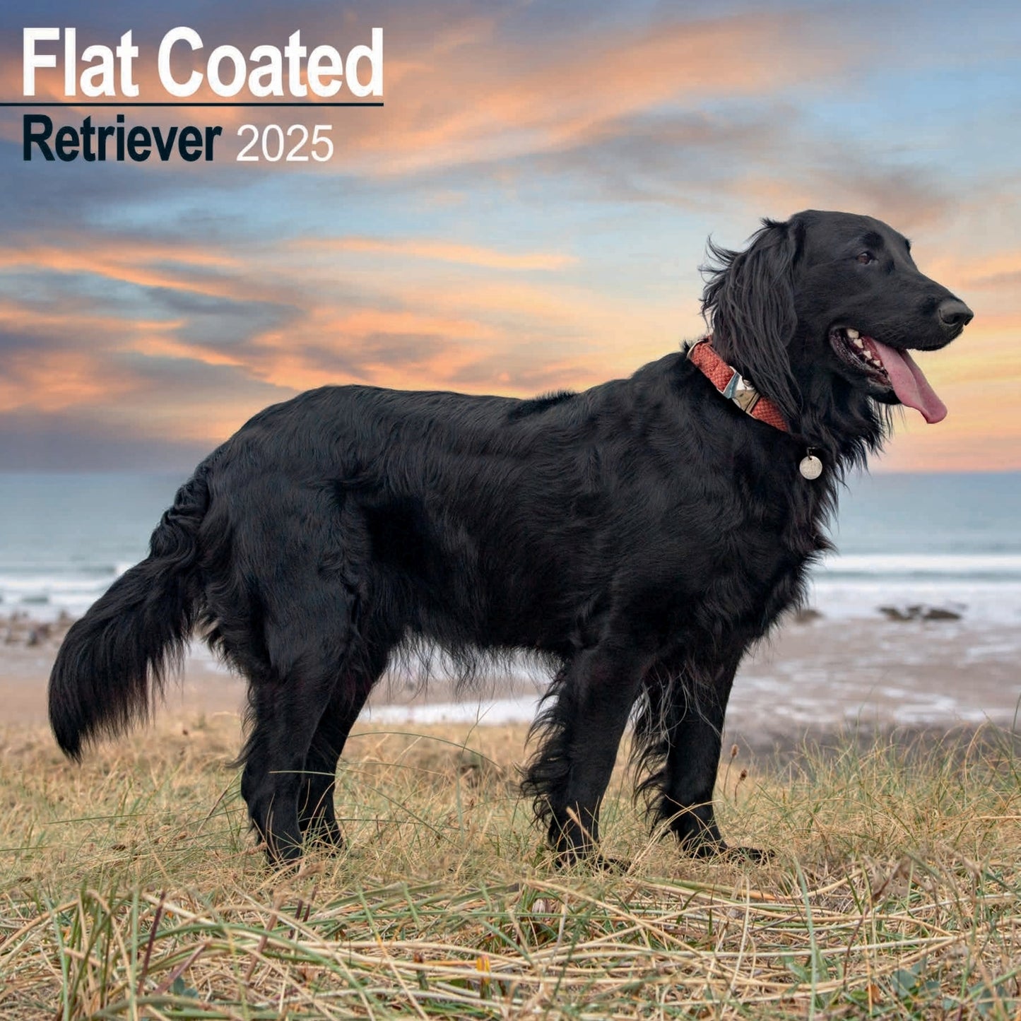 Flat Coated Retriever Wall Calendar 2025