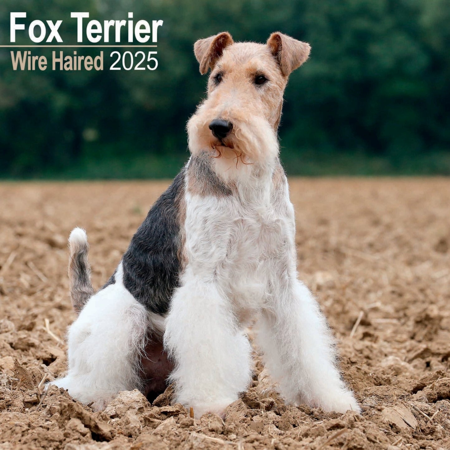 Fox Terrier Wirehaired  Wall Calendar 2025