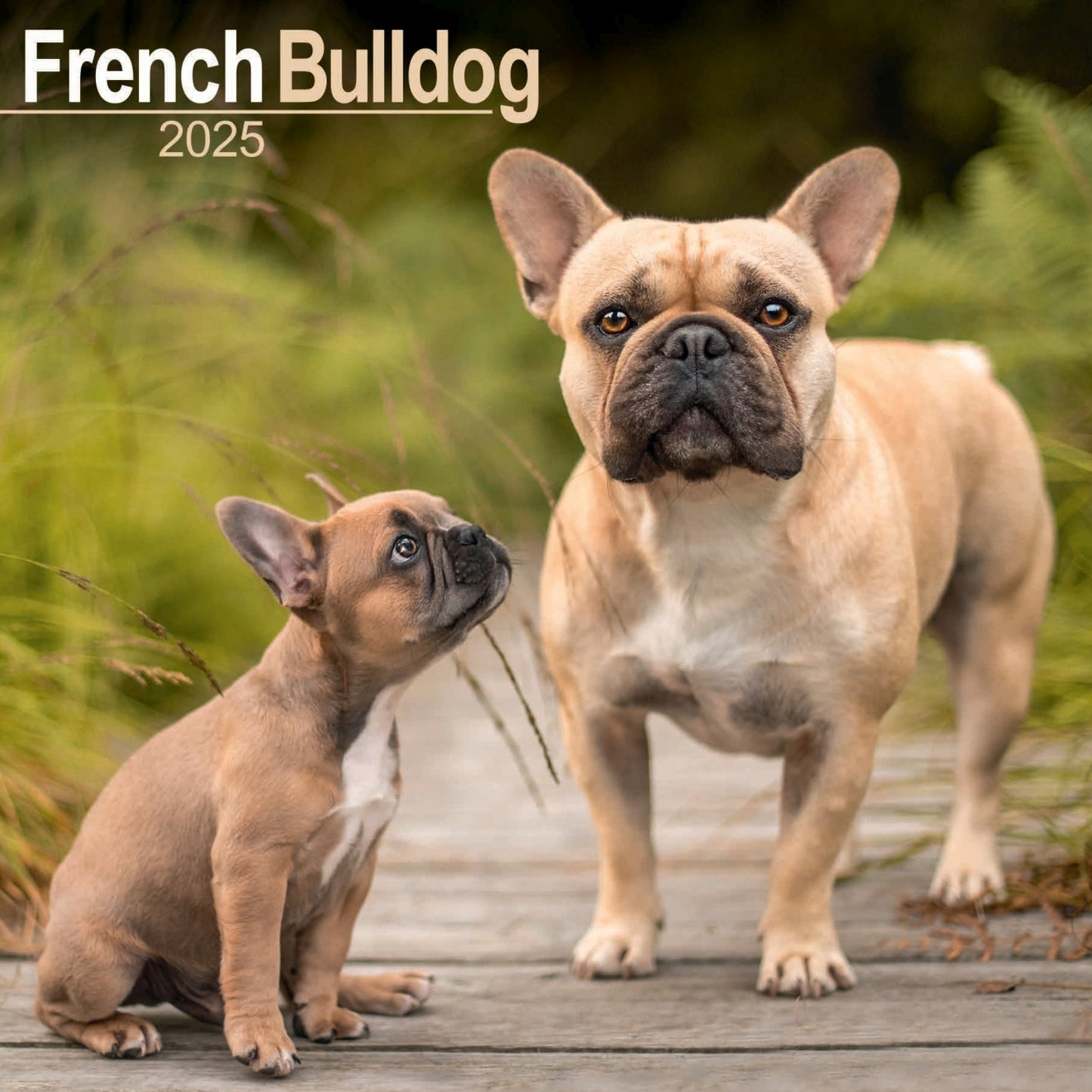 French Bulldog Wall Calendar 2025