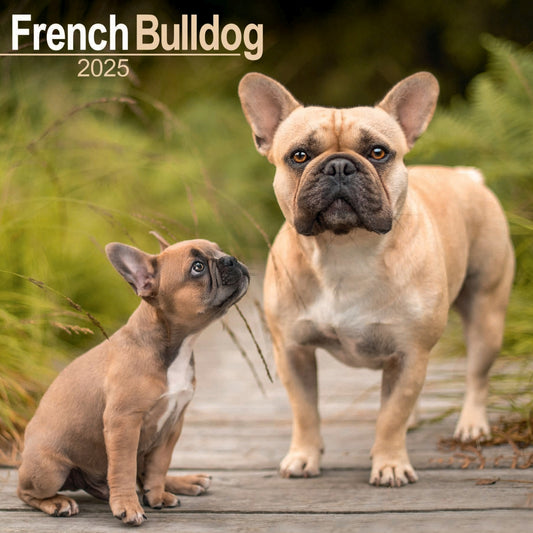 French Bulldog Wall Calendar 2025