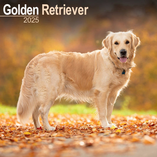 Golden Retriever Wall Calendar 2025